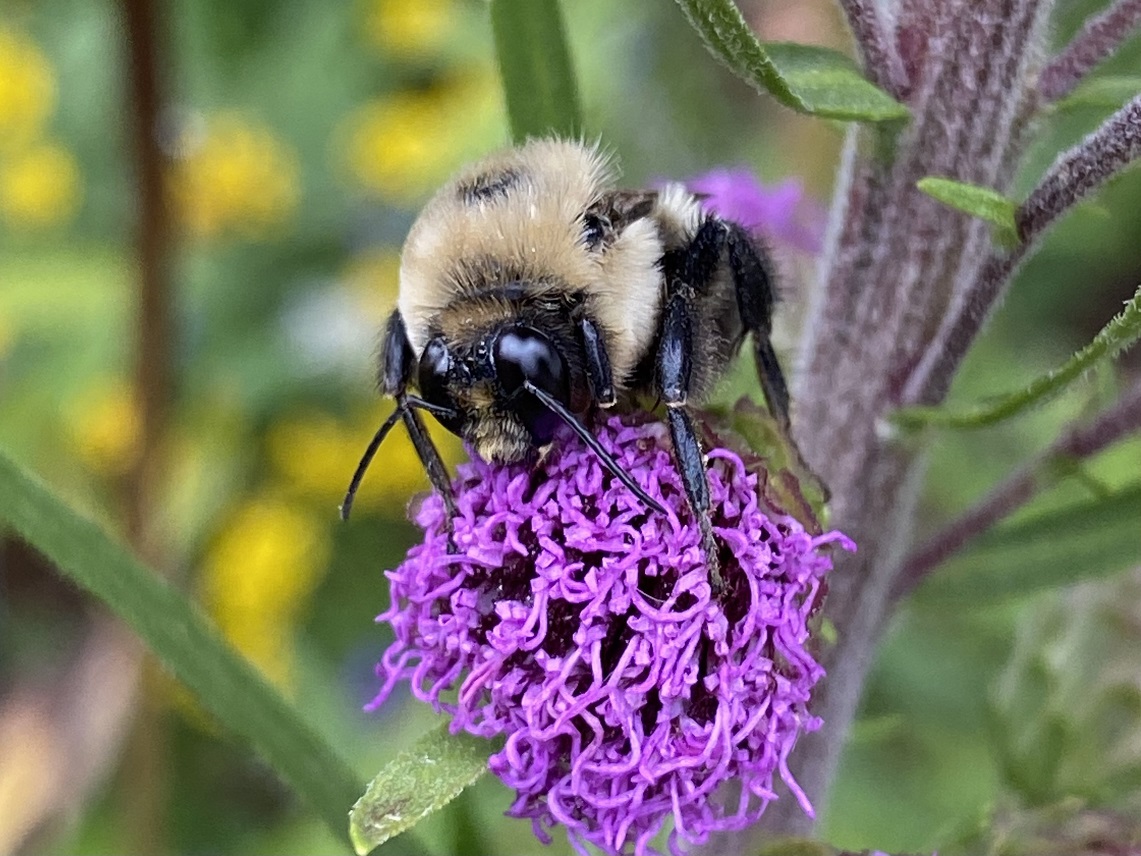 A bumblebee.