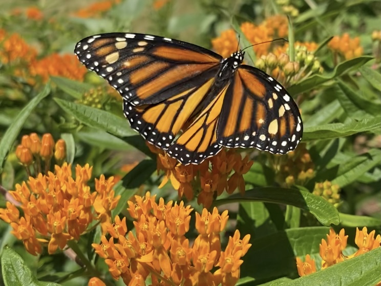 A monarch butterfly.