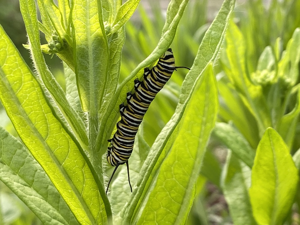 A monarch caterpillar.